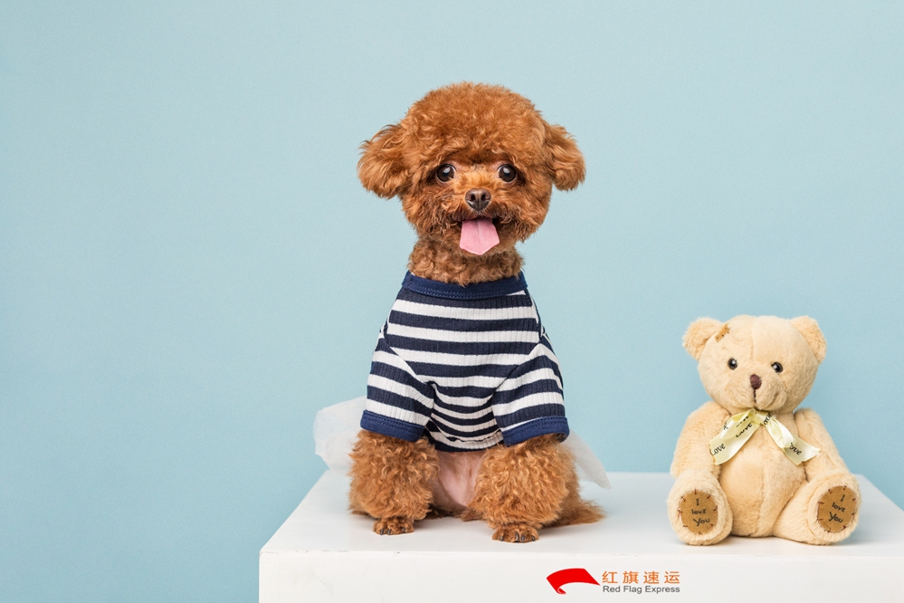 16587364305991.jpg 攝圖網_501390256_貴賓犬小泰迪(企業商用)_副本.jpg